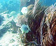 Scuba diving Tobago 01