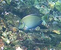 Scuba diving Tobago 11