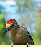Tobago Woodpecker